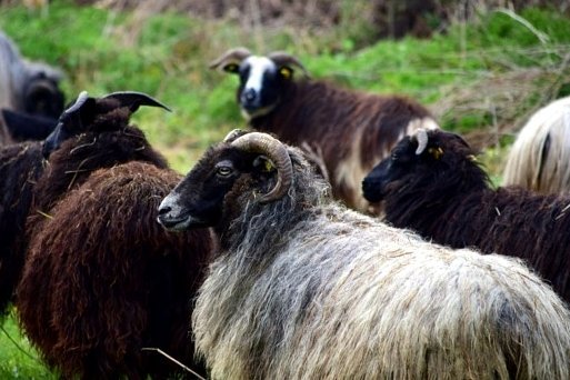 羊小咩便荔卡包购物额度提现方法详解