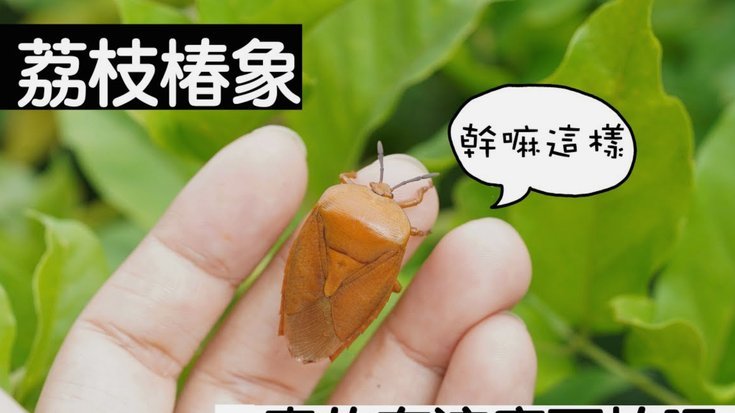 便荔卡套现费：动态定价解析