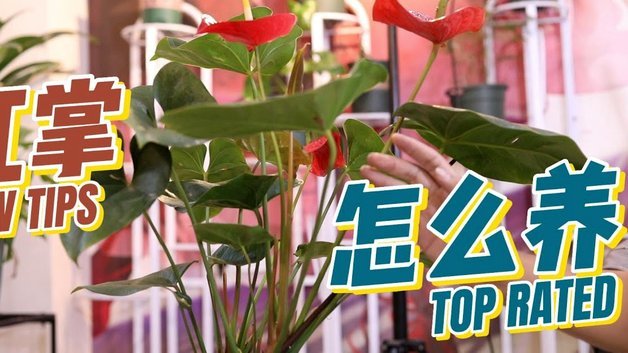 花呗兑换商家操作指南