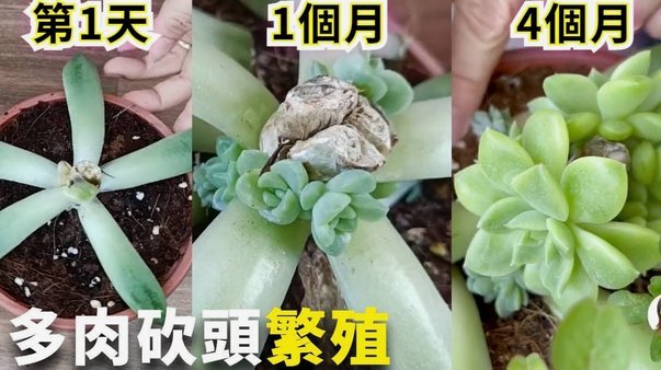 如何查询“拿去花”账单？