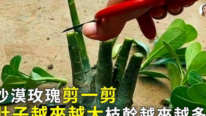 花呗商家套现：这背后隐藏了哪些风险与影响？