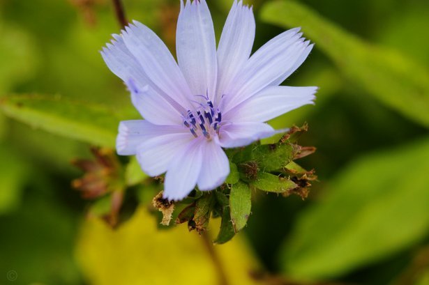 花呗“秒返”：陷阱还是流量密码？