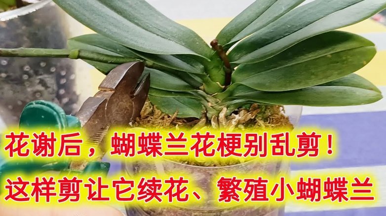 怎么自己套花呗出来