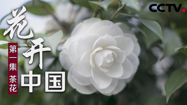 花呗怎样可以借到5万