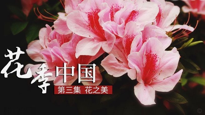 花呗安全吗？大平台背后的真相