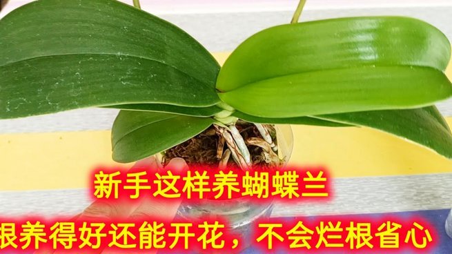 花呗转账：如何找回钱，还能用吗